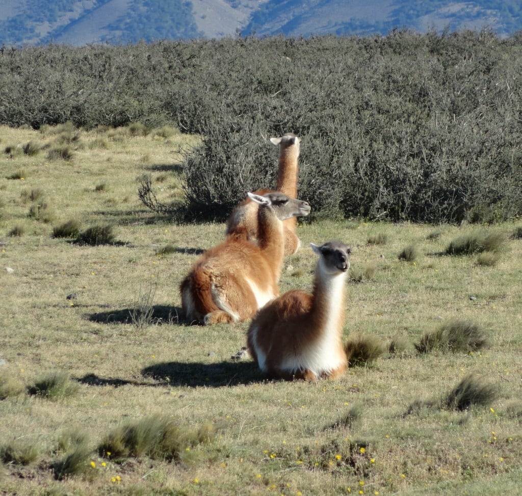 ellen 2 Guanacos