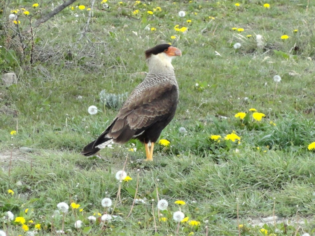 ellen - Southern Caracara
