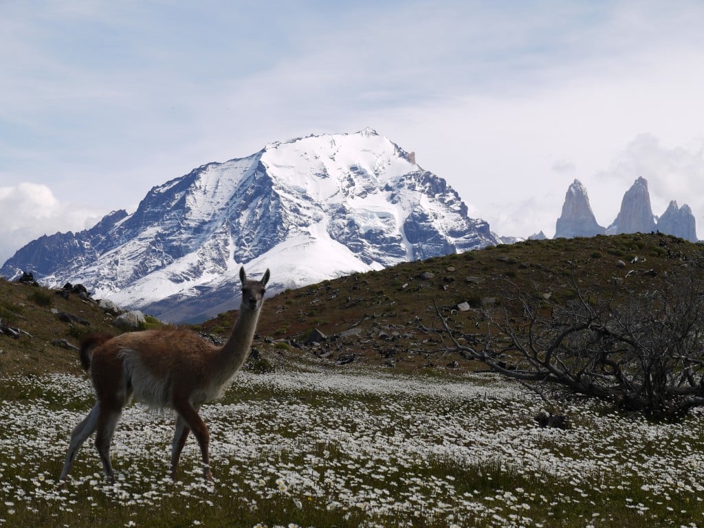 amanda corbett guanacos
