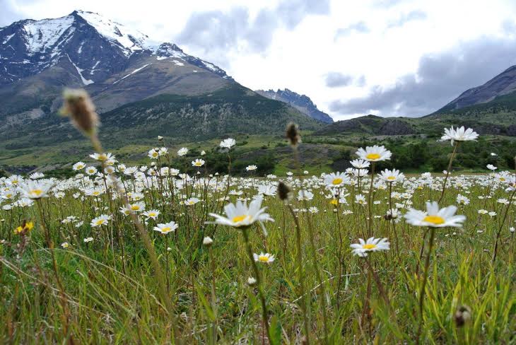 daniel johansson daisies