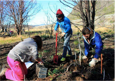 REFORESTATION