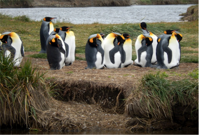 helfer pengs
