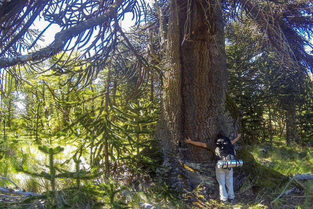 A hiker with backpack hugging an enormous araucaria tree in Lanin National Park Argentina