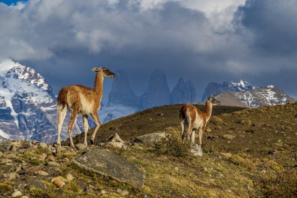 Two guanacos ona ridge with the towers of Torres del Paine behind them in Chile