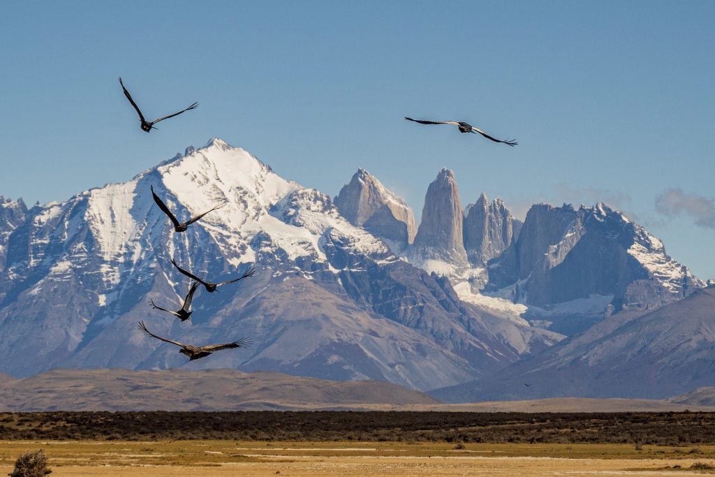 Six condors in flight in Chile, with the towers of Torres del Paine in the distance behind them