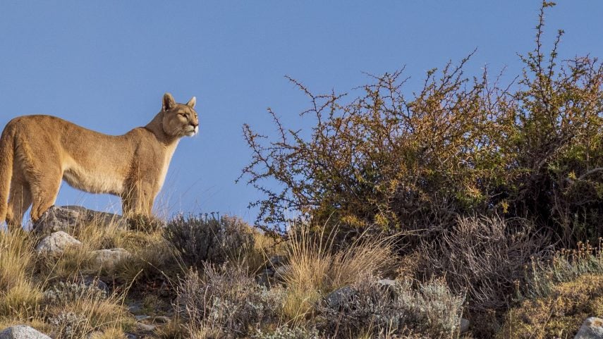 Female puma standing on a ridge against blue sky and bushes in Torres del Paine national park in Chile