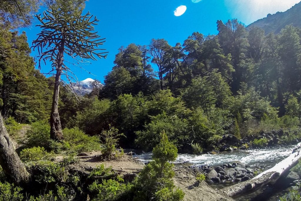 The forests and rivers of Lanin National Park in Argentina
