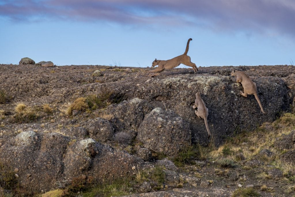 A mother puma and her two clubs climbing boulders in Torres del Paine national park