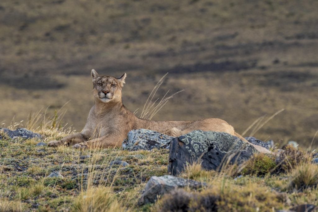 Adult female puma in repose in Torres del Paine national park in Chile