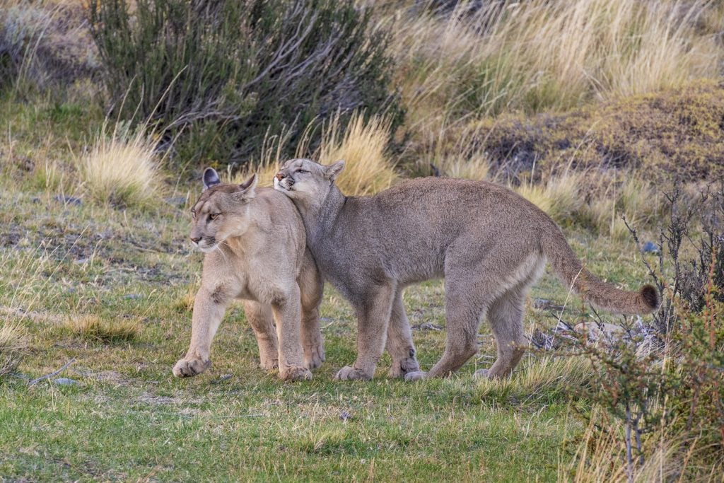 Two puma cubs playing in Torres del Paine national park
