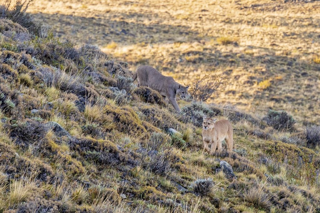 Two adult female pumas walking through the scrub and rocks of Torres del Paine national park in Chile