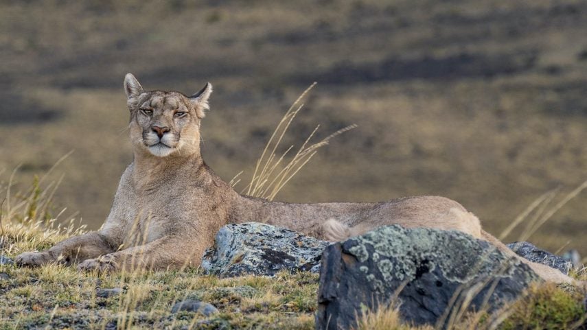 Female puma in Torres del Paine