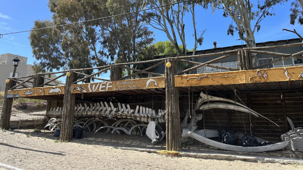 Southern right whale skeleton at Peninsula Valdes