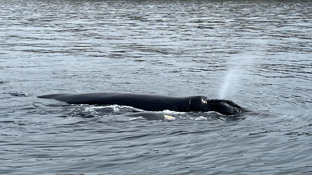 Southern right whale at Peninsula Valdes
