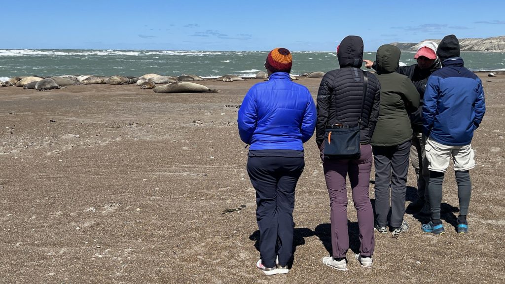 Watching elephant seals at Peninsula Valdes