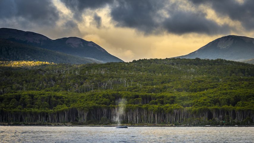 Learn more about Rewilding Chile