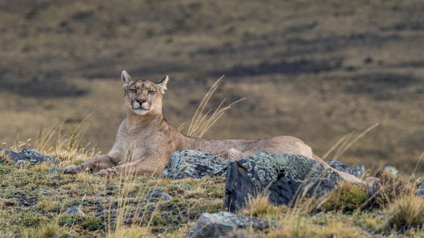 Puma in Torres del Paine