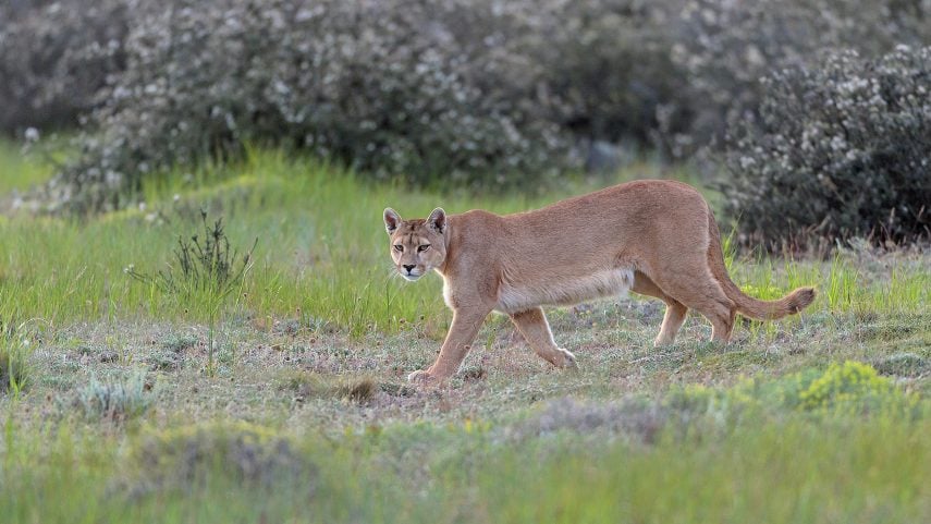 Puma in Torres del Paine Cerro Guido
