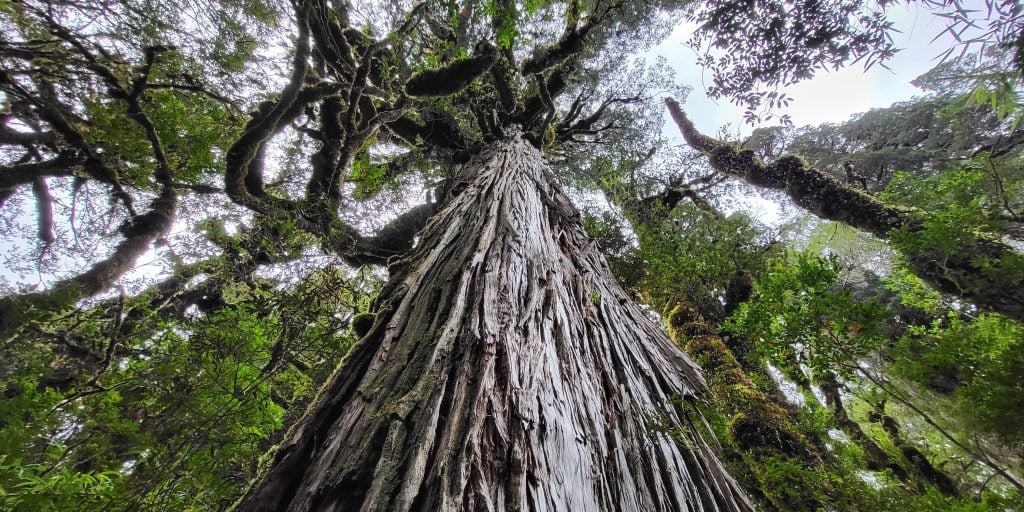 Alerce trees in Pumalín National Park