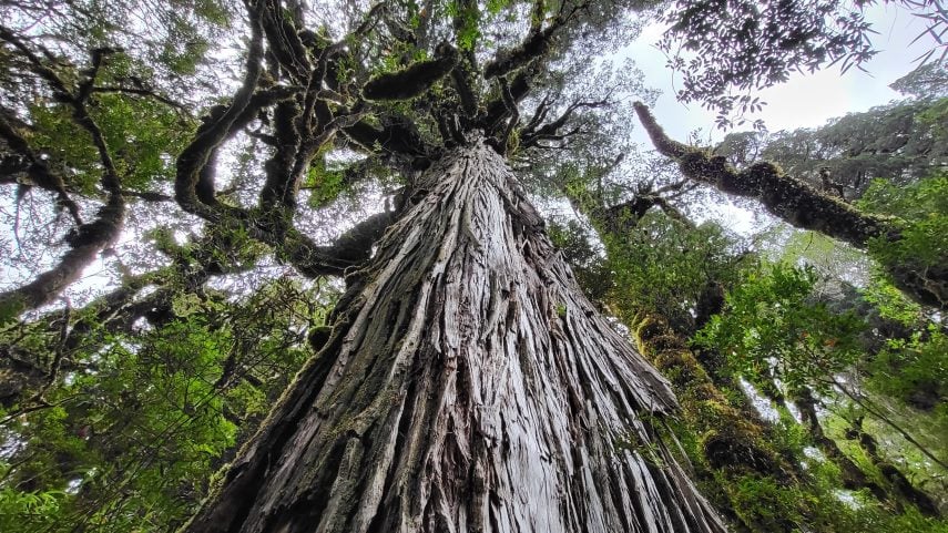 Alerce trees in Pumalín National Park