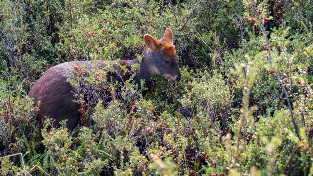 Pudu deer in Parque Tepuhueico on Chiloé island in Chile