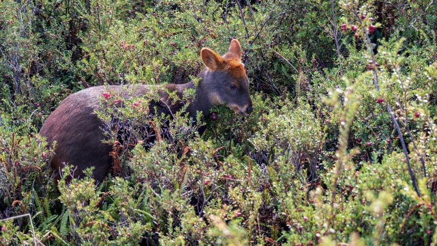 Pudu deer in Parque Tepuhueico on Chiloé island in Chile
