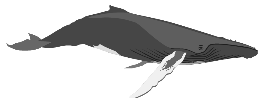 Humpback whale