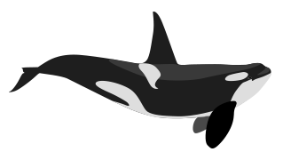 Orca