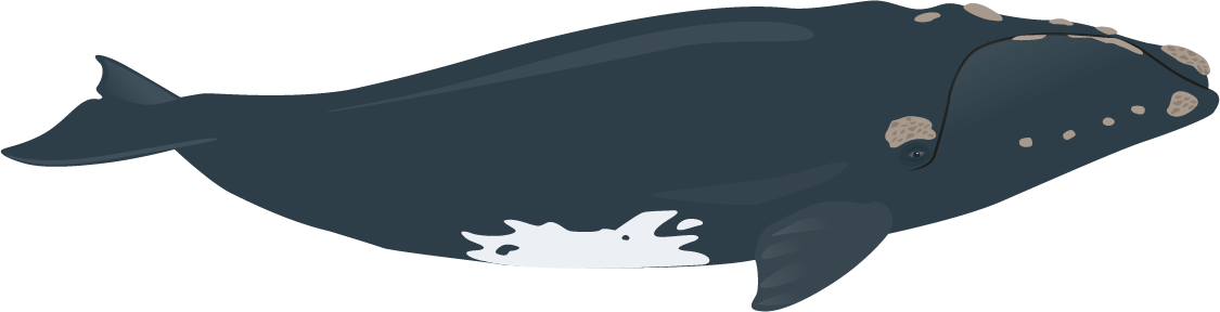 Southern right whale